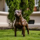 imagem do produto Escultura de Cachorro Pitbull 68cm VRF248 For�a e Personalidade