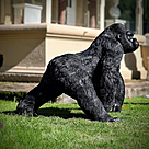 imagem do produto Escultura Gorila Alfa em Bronze 85cm - EBZ750 Pe�a Marcante