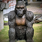 imagem do produto Escultura Gorila de Bronze Sentado 90cm - EBZ709 Eleg�ncia e For�a
