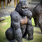 imagem do produto Escultura Gorila de Bronze Sentado 90cm - EBZ709