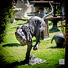 imagem do produto Escultura Impulso Felino em Bronze 134cm - EBZ718 Movimento e Eleg�ncia