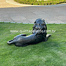 imagem do produto Escultura Le�o Deitado Bronze 50cm - VRBZ309