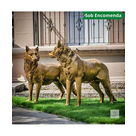 imagem do produto Par de Lobos em Bronze 104cm EBZ702 For�a e Esp�rito Selvagem