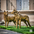 imagem do produto Par de Lobos em Bronze 104cm EBZ702 For�a e Esp�rito Selvagem