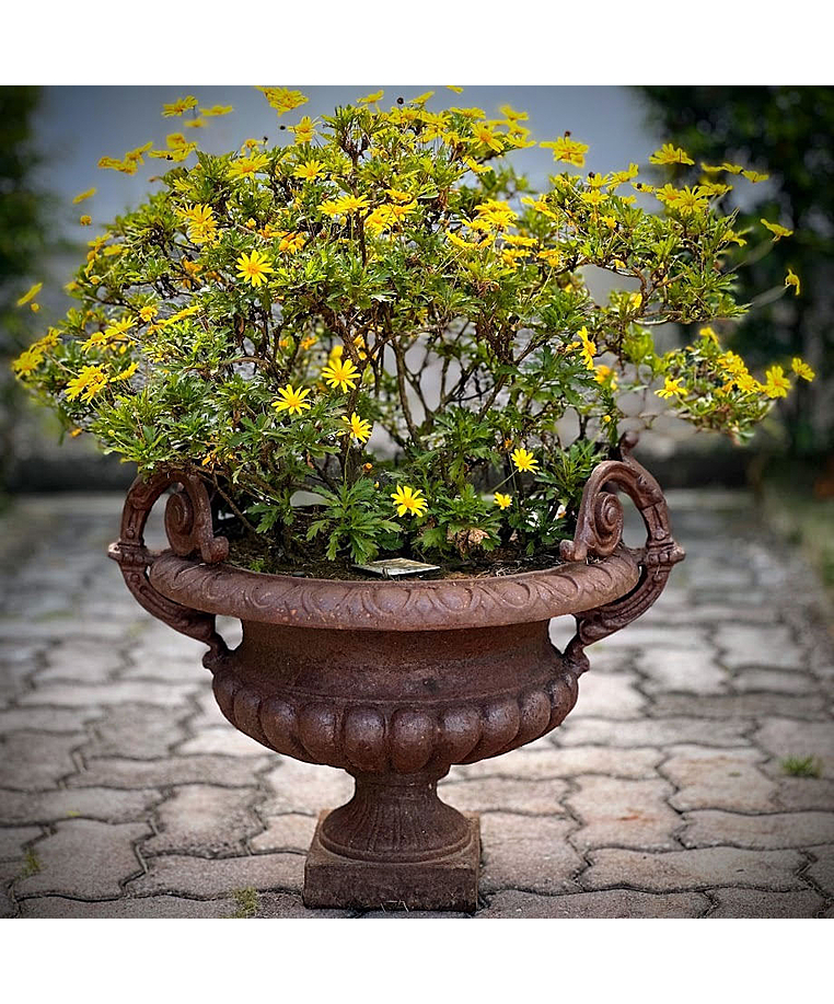 imagem do produto Vaso Decorativo de Ferro Fundido Pequeno com Al�a 45cm - VF038 Destaque no Paisagismo